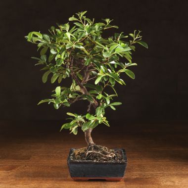 Бонсай Пираканта синяя плошка 40 см &mdash; Luxury Plants