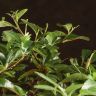 Бонсай Пираканта синяя плошка 40 см фото 4 &mdash; Luxury Plants