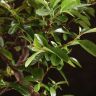 Бонсай Пираканта синяя плошка 40 см фото 5 &mdash; Luxury Plants