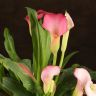 Калла бело-розовая D14 фото 3 &mdash; Luxury Plants