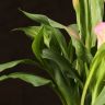 Калла бело-розовая D14 фото 4 &mdash; Luxury Plants