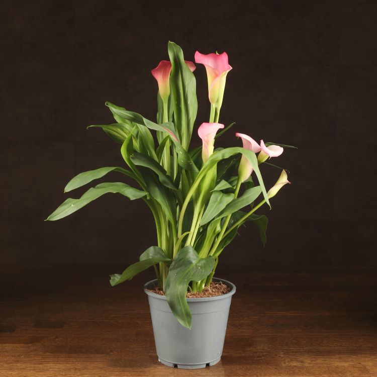 Калла бело-розовая D14 фото 1 &mdash; Luxury Plants