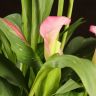 Калла бело-розовая D14 фото 5 &mdash; Luxury Plants
