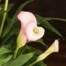 Калла бело-розовая D14 фото 2 &mdash; Luxury Plants