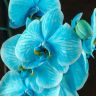 Орхидея Фаленопсис синяя (окрашена) в кашпо фото 2 &mdash; Luxury Plants