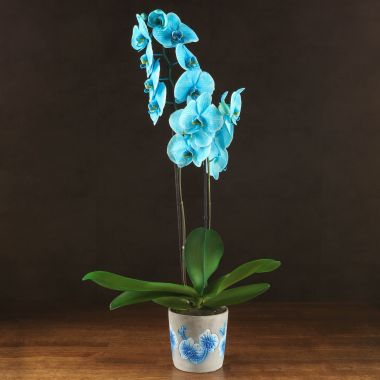Орхидея Фаленопсис синяя (окрашена) в кашпо &mdash; Luxury Plants
