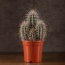 Кактус Пахицереус прингла 35/17 фото 2 &mdash; Luxury Plants
