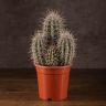 Кактус Пахицереус прингла 35/17 фото 1 &mdash; Luxury Plants