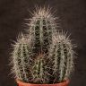 Кактус Пахицереус прингла 35/17 фото 3 &mdash; Luxury Plants