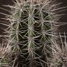 Кактус Пахицереус прингла 35/17 фото 4 &mdash; Luxury Plants