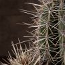 Кактус Пахицереус прингла 35/17 фото 5 &mdash; Luxury Plants