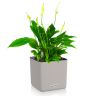 Спатифиллум в кашпо Lechuza Cube Color 14 фото 2 &mdash; Luxury Plants