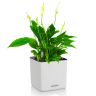 Спатифиллум в кашпо Lechuza Cube Color 14 фото 1 &mdash; Luxury Plants