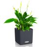 Спатифиллум в кашпо Lechuza Cube Color 14 фото 3 &mdash; Luxury Plants