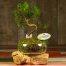 Бонсай Мирт в стеклянном кашпо 40 см фото 1 &mdash; Luxury Plants