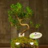 Бонсай Мирт в стеклянном кашпо 40 см фото 2 &mdash; Luxury Plants
