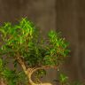Бонсай Мирт в стеклянном кашпо 40 см фото 3 &mdash; Luxury Plants
