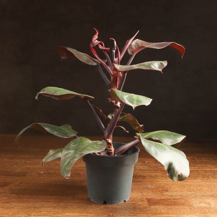 Филодендрон Черри Ред д12 уценка фото 1 &mdash; Luxury Plants