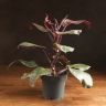 Филодендрон Черри Ред д12 уценка фото 1 &mdash; Luxury Plants