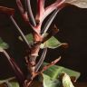 Филодендрон Черри Ред д12 уценка фото 4 &mdash; Luxury Plants