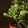 Крассула Голлум 25/17 фото 2 &mdash; Luxury Plants