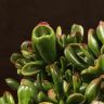 Крассула Голлум 25/17 фото 3 &mdash; Luxury Plants
