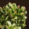 Крассула Голлум 25/17 фото 4 &mdash; Luxury Plants