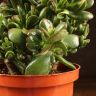 Крассула Голлум 25/17 фото 5 &mdash; Luxury Plants