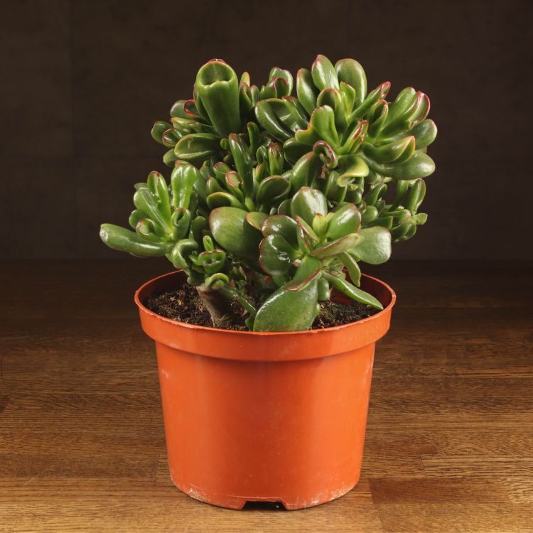 Крассула Голлум 25/17 фото 1 &mdash; Luxury Plants