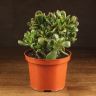 Крассула Голлум 25/17 фото 1 &mdash; Luxury Plants