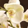 Орхидея Фаленопсис Гигант белая 75/15 фото 1 &mdash; Luxury Plants
