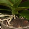 Орхидея Фаленопсис Гигант белая 75/15 фото 4 &mdash; Luxury Plants