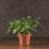 Адиантум Бронз Венус 35/12 фото 2 &mdash; Luxury Plants