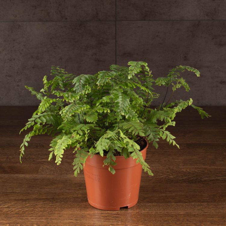 Адиантум Бронз Венус 35/12 фото 1 &mdash; Luxury Plants
