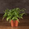 Адиантум Бронз Венус 35/12 фото 1 &mdash; Luxury Plants