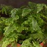 Адиантум Бронз Венус 35/12 фото 3 &mdash; Luxury Plants