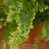 Адиантум Бронз Венус 35/12 фото 4 &mdash; Luxury Plants