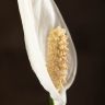 Спатифиллум Свит Чико 55/13 фото 2 &mdash; Luxury Plants