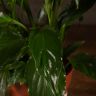 Спатифиллум Свит Чико 55/13 фото 4 &mdash; Luxury Plants