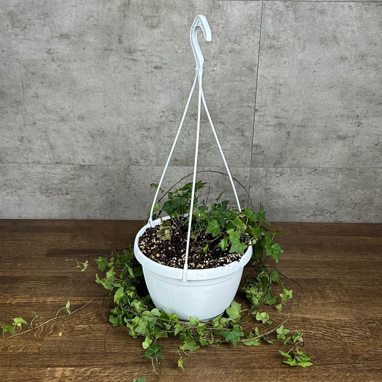 Хедера д24 уценка фото 1 &mdash; Luxury Plants