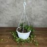 Хедера д24 уценка фото 1 &mdash; Luxury Plants