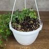 Хедера д24 уценка фото 3 &mdash; Luxury Plants