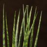 Сансевиерия Цилиндрика 40/12 фото 4 &mdash; Luxury Plants