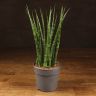 Сансевиерия Цилиндрика 40/12 фото 1 &mdash; Luxury Plants