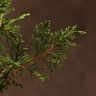 Бонсай Можжевельник в терракотовой плошке 35 см фото 2 &mdash; Luxury Plants