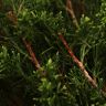 Бонсай Можжевельник в терракотовой плошке 35 см фото 3 &mdash; Luxury Plants