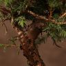 Бонсай Можжевельник в терракотовой плошке 35 см фото 5 &mdash; Luxury Plants