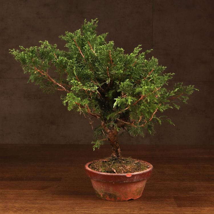 Бонсай Можжевельник в терракотовой плошке 35 см фото 1 &mdash; Luxury Plants