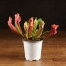 Саррацения насекомоядная 12/9 фото 1 &mdash; Luxury Plants
