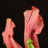 Саррацения насекомоядная 12/9 фото 2 &mdash; Luxury Plants